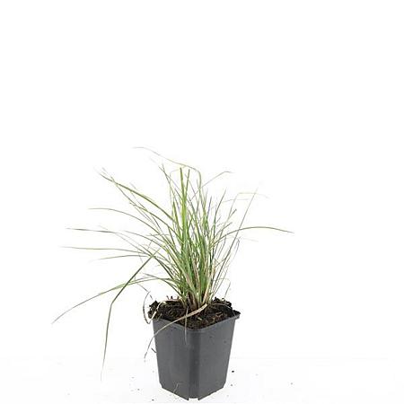 Sesleria autumnalis Pot 9 cm