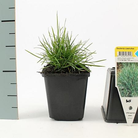 Sesleria caerulea Pot 9 cm