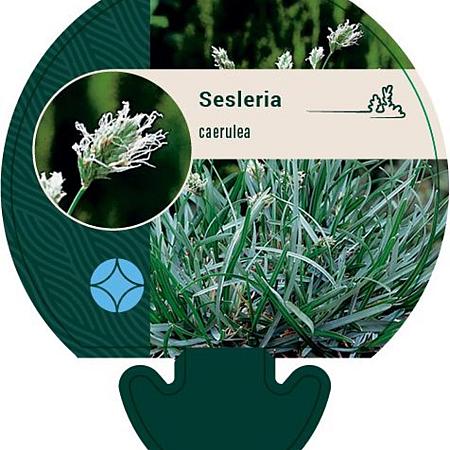 Sesleria caerulea Pot 9 cm