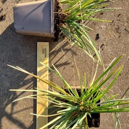 Sesleria nitida Pot 9 cm