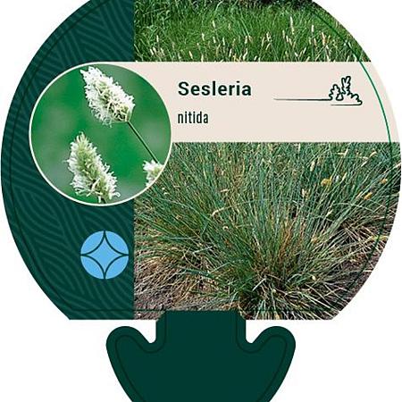 Sesleria nitida Pot 9 cm