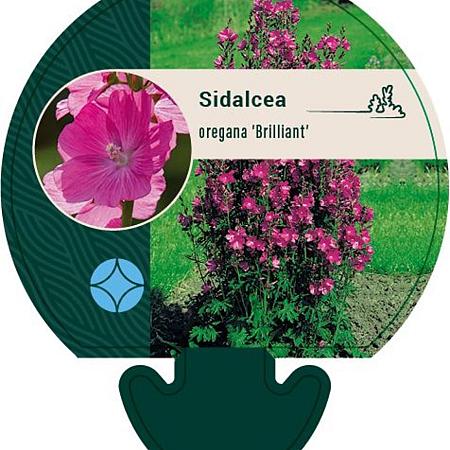 Sidalcea oregana 'Brilliant' Pot 9 cm