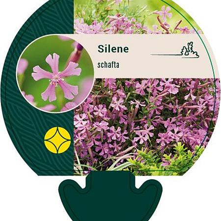 Silene schafta Pot 9 cm