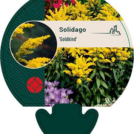 Solidago 'Goldkind' Pot 9 cm
