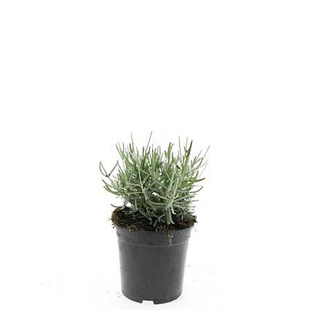 Lavandula ang. 'Hidcote' Pot 1,5 liter