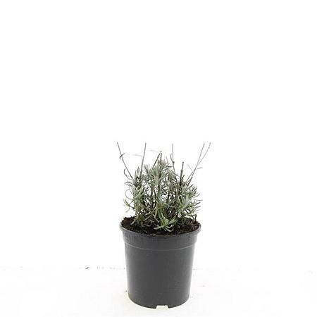 Lavandula ang. 'Hidcote' Pot 1,5 liter