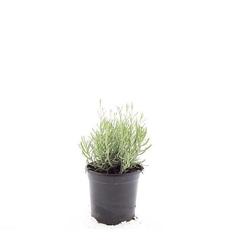 Lavandula ang. 'Hidcote' Pot 1,5 liter