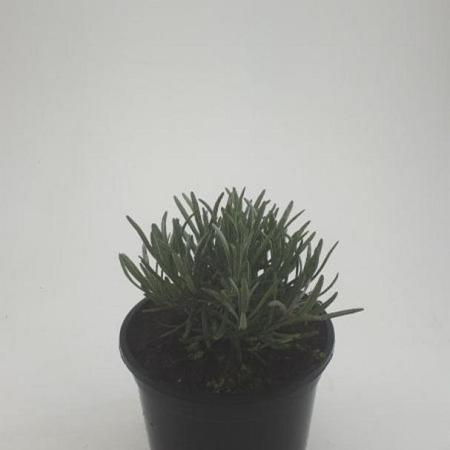 Lavandula ang. 'Hidcote' Pot 1,5 liter