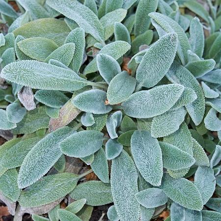 Stachys byzantina Pot 9 cm