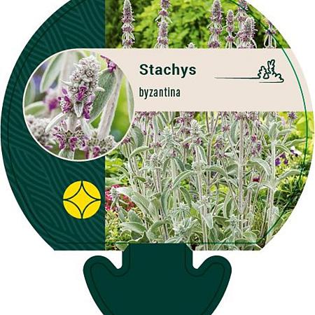 Stachys byzantina Pot 9 cm