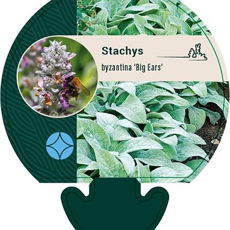 Stachys byzantina 'Big Ears' Pot 9 cm