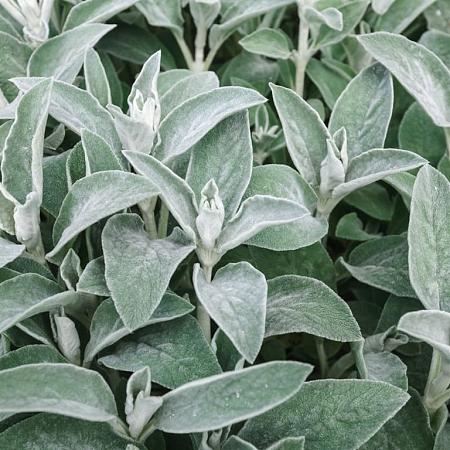 Stachys byzantina 'Big Ears' Pot 9 cm