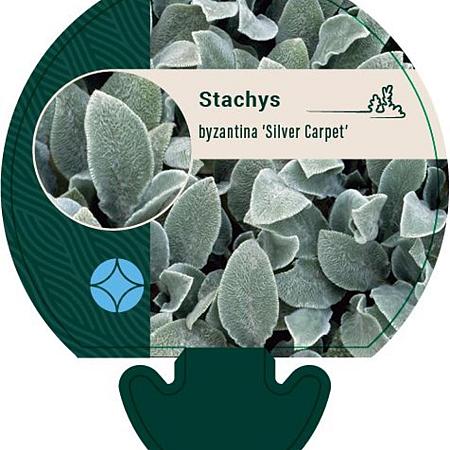 Stachys byzantina 'Silver Carpet' Pot 9 cm