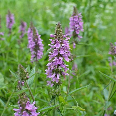 Stachys palustris Pot 9 cm