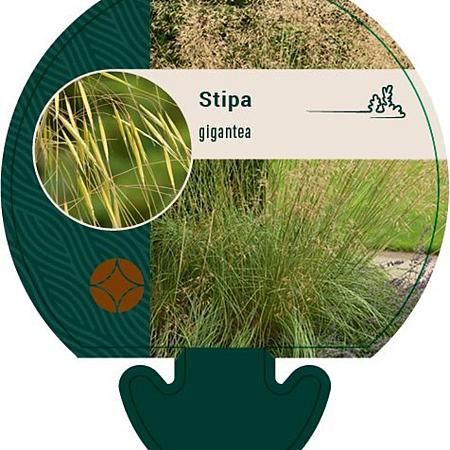 Stipa gigantea Pot 9 cm