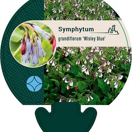 Symphytum grand. 'Wisley Blue' Pot 9 cm