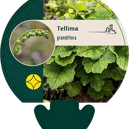 Tellima grandiflora Pot 9 cm