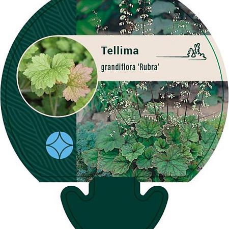 Tellima grandiflora 'Rubra' Pot 9 cm