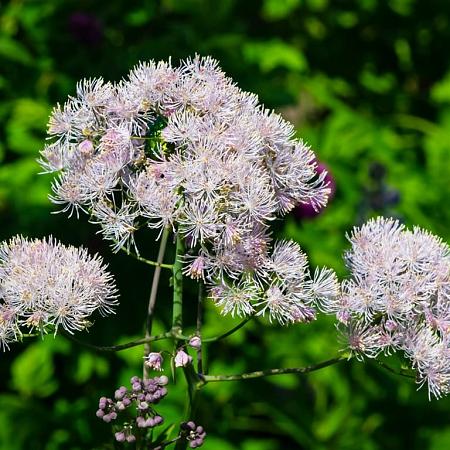 Thalictrum aquilegifolium Pot 9 cm