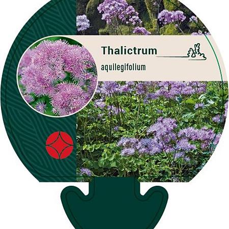 Thalictrum aquilegifolium Pot 9 cm
