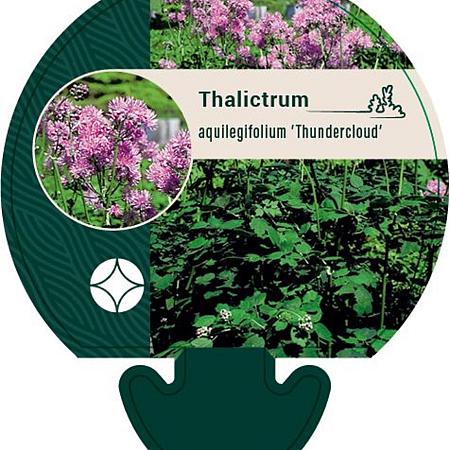 Thalictrum a. 'Thundercloud' Pot 9 cm