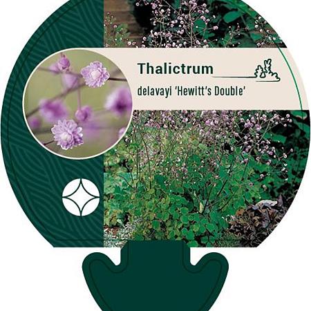 Thalictrum del. 'Hewitt's Double' Pot 9 cm