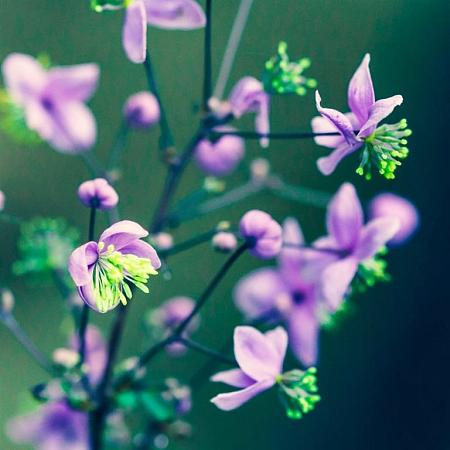 Thalictrum del. 'Hewitt's Double' Pot 9 cm