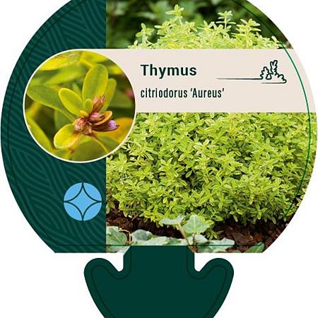 Thymus citriod. 'Aureus' Pot 9 cm