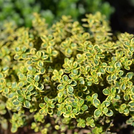 Thymus citriod. 'Aureus' Pot 9 cm