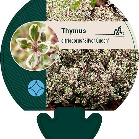 Thymus citriod. 'Silver Queen' Pot 9 cm