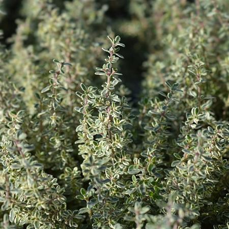 Thymus citriod. 'Silver Queen' Pot 9 cm