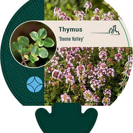 Thymus 'Doone Valley' Pot 9 cm