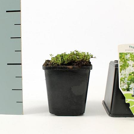 Thymus praecox 'Albiflorus' Pot 9 cm