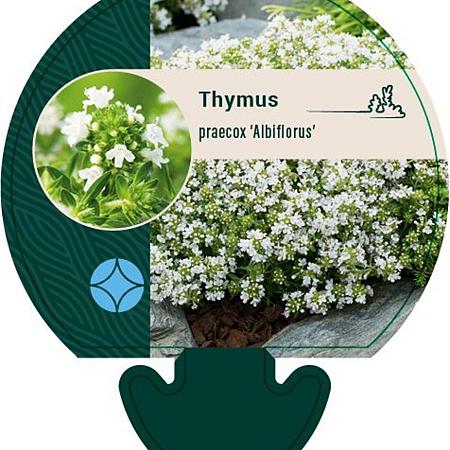 Thymus praecox 'Albiflorus' Pot 9 cm