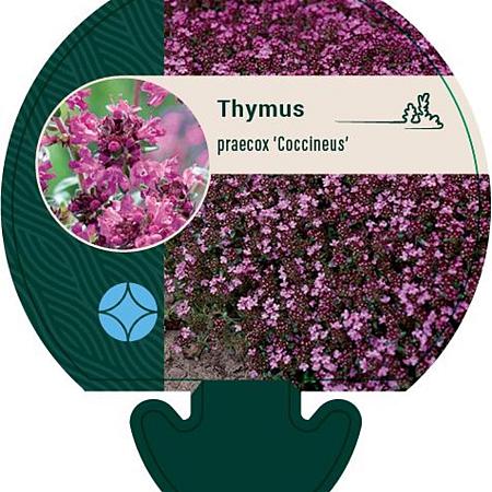 Thymus praecox 'Coccineus' Pot 9 cm