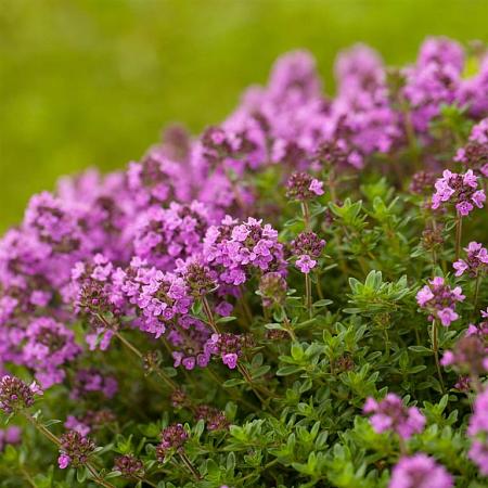 Thymus praecox 'Coccineus' Pot 9 cm