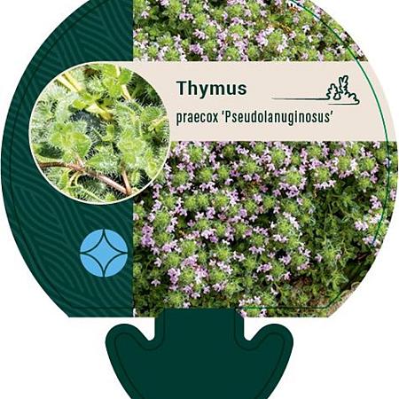 Thymus praecox 'Pseudolanuginosus' Pot 9 cm