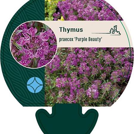 Thymus praecox 'Purple Beauty' Pot 9 cm
