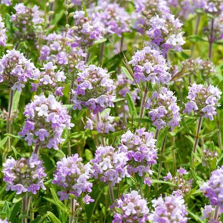 Thymus serpyllum Pot 9 cm