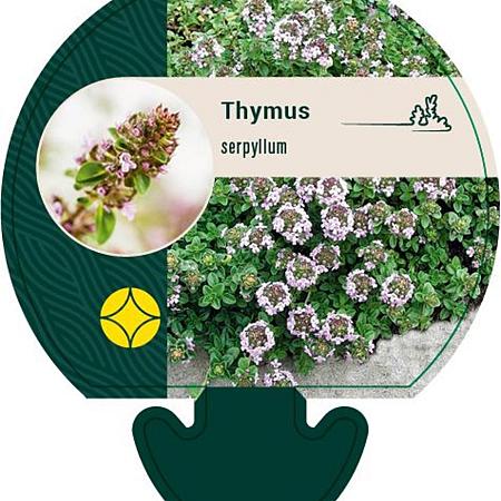 Thymus serpyllum Pot 9 cm