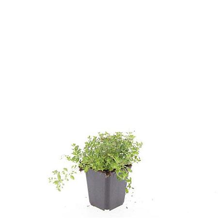 Thymus serpyllum Pot 9 cm