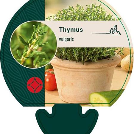 Thymus vulgaris Pot 9 cm