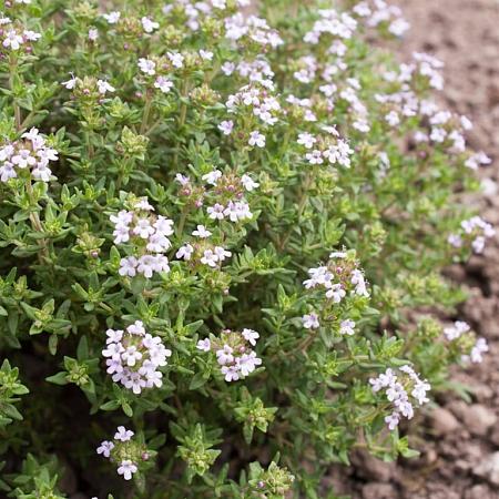 Thymus vulgaris Pot 9 cm