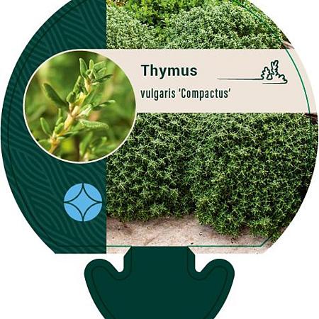 Thymus v. 'Compactus' Pot 9 cm