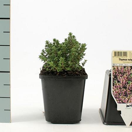 Thymus v. 'Compactus' Pot 9 cm