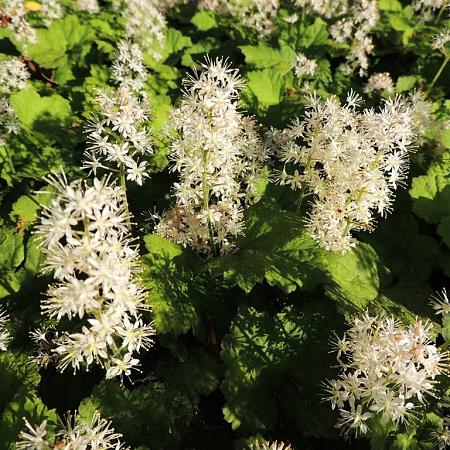 Tiarella cordifolia Pot 9 cm