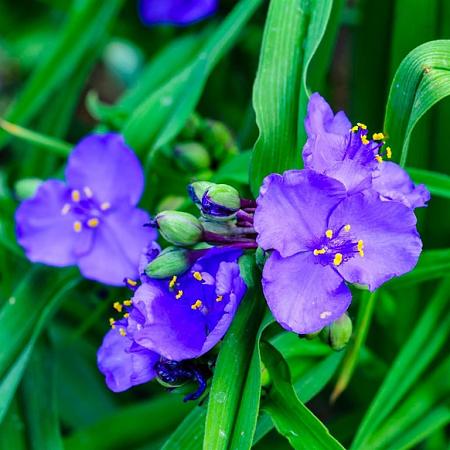 Tradescantia (A) 'Zwanenburg Blue' Pot 9 cm