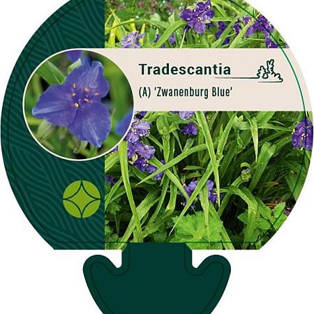 Tradescantia (A) 'Zwanenburg Blue' Pot 9 cm