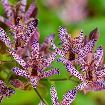 Tricyrtis formosana Pot 9 cm