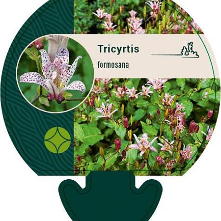 Tricyrtis formosana Pot 9 cm